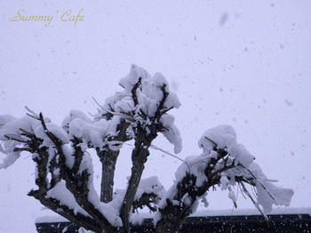 Summy' Cafe Snow -1.jpg