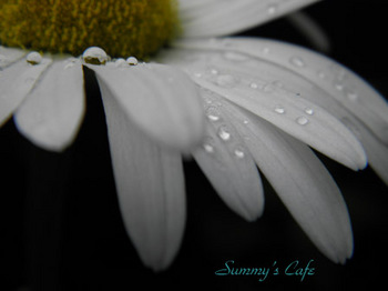 Summy' Cafe　デージー　06.jpg